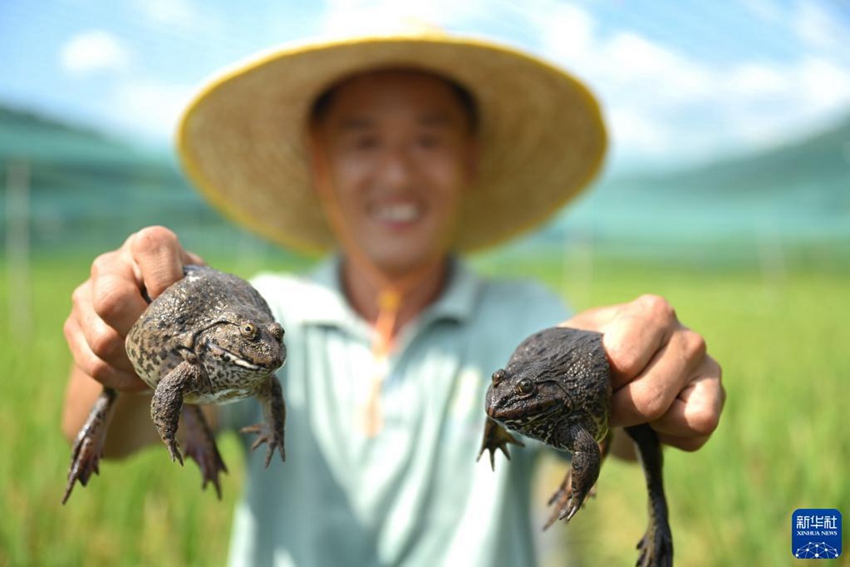 개구리 양식, 죽순 가공…발전하는 中 푸젠의 농업 특색 산업