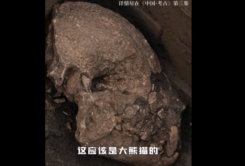 황제도 판다 사랑? 한나라 문제 무덤서 2000년 전 자이언트판다 뼈 발견
