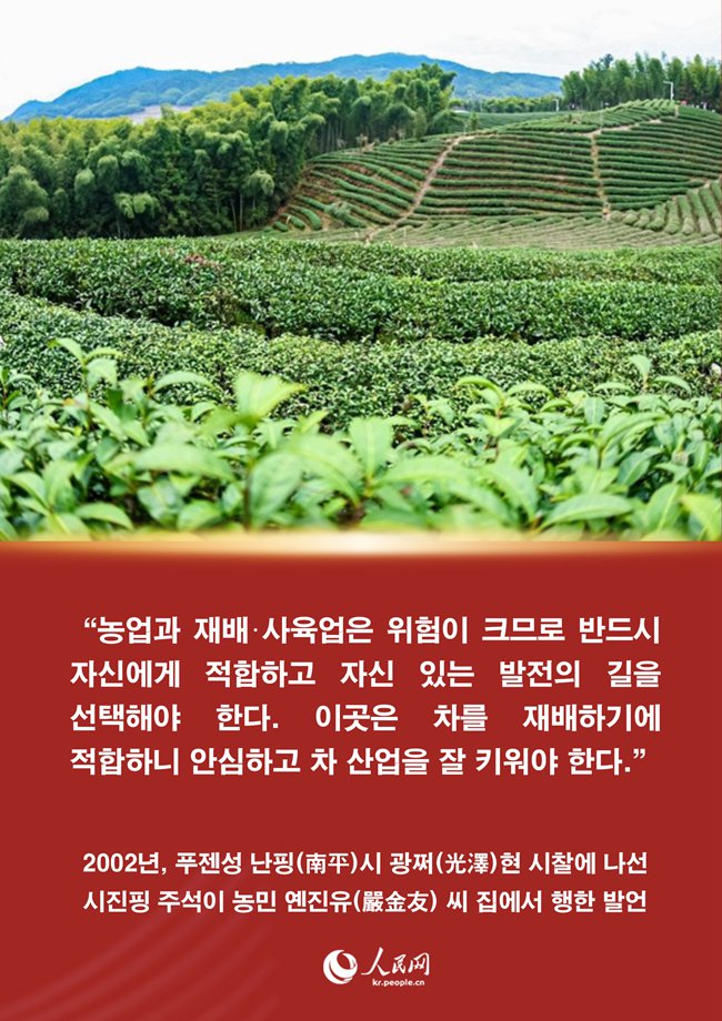 시진핑 주석과 푸젠 차(茶)에 얽힌 이야기